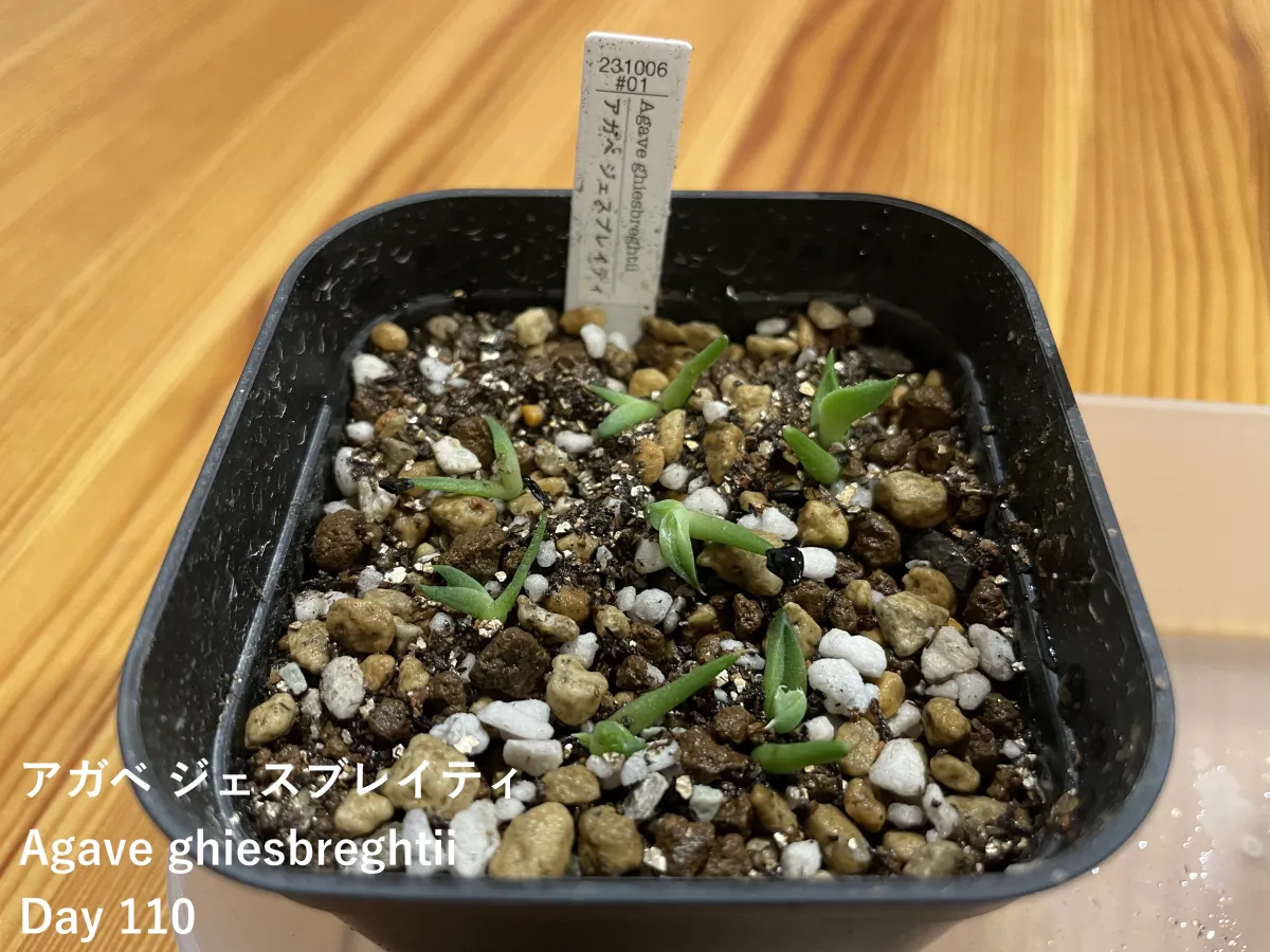 Agave ghiesbreghtii (アガベ ジェスブレイティ)