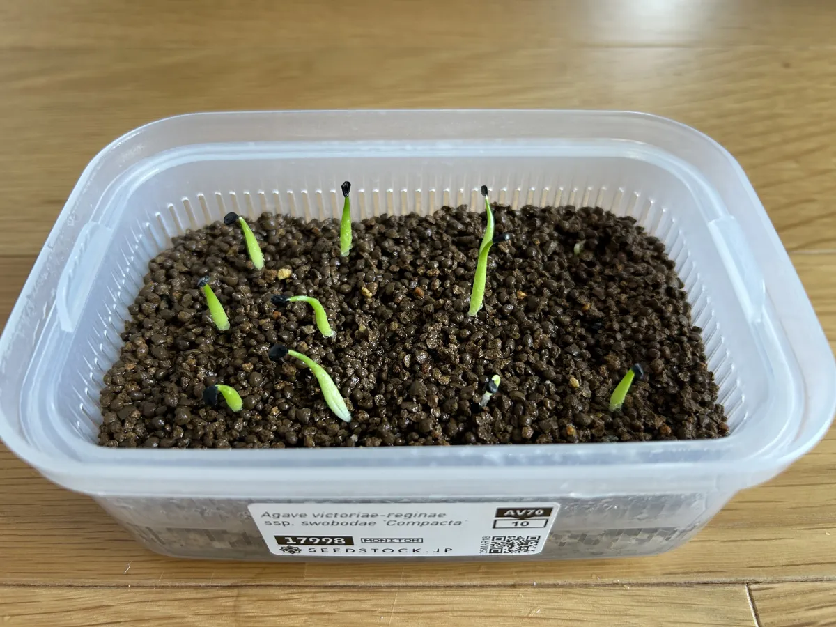 Agave victoriae-reginae var. compact (アガベ ビクトリアレジーナコンパクト)