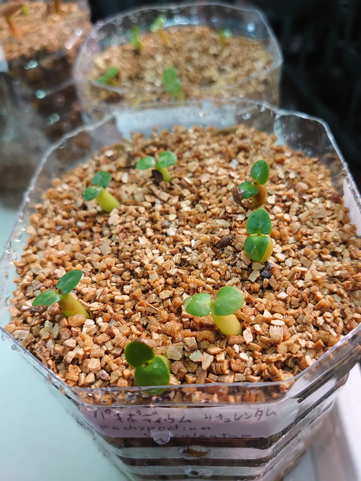 Pachypodium succulentum (パキポディウム サキュレンタム)