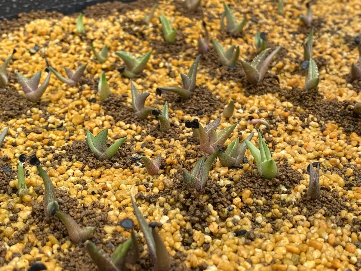 Agave titanota Blue Lot. (アガベ チタノタブルー)