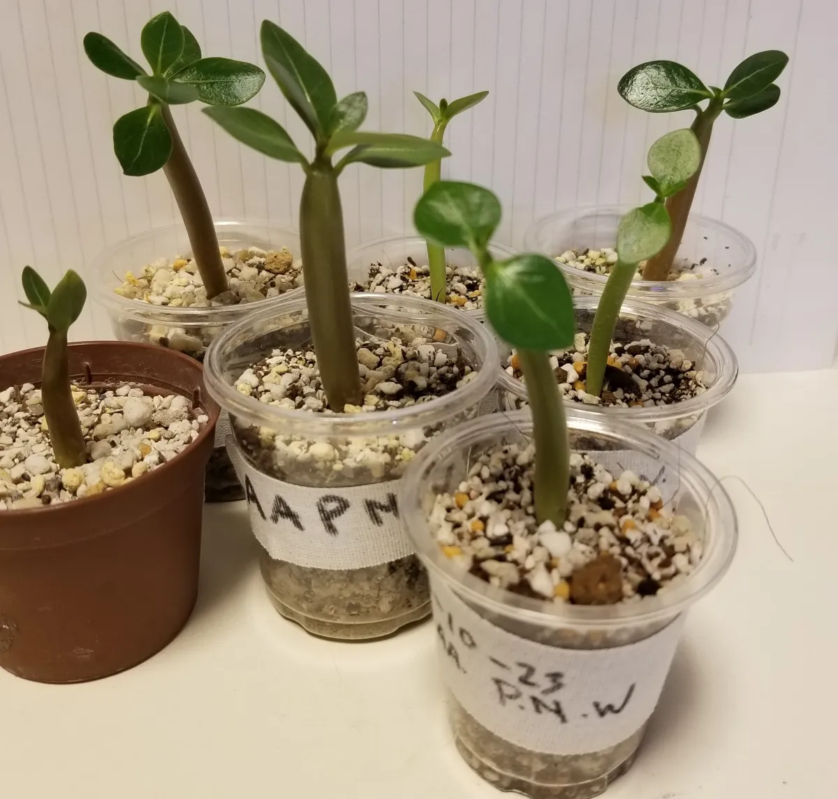 PNW Adenium arabicum phet na wang (アデニウム アラビカム)