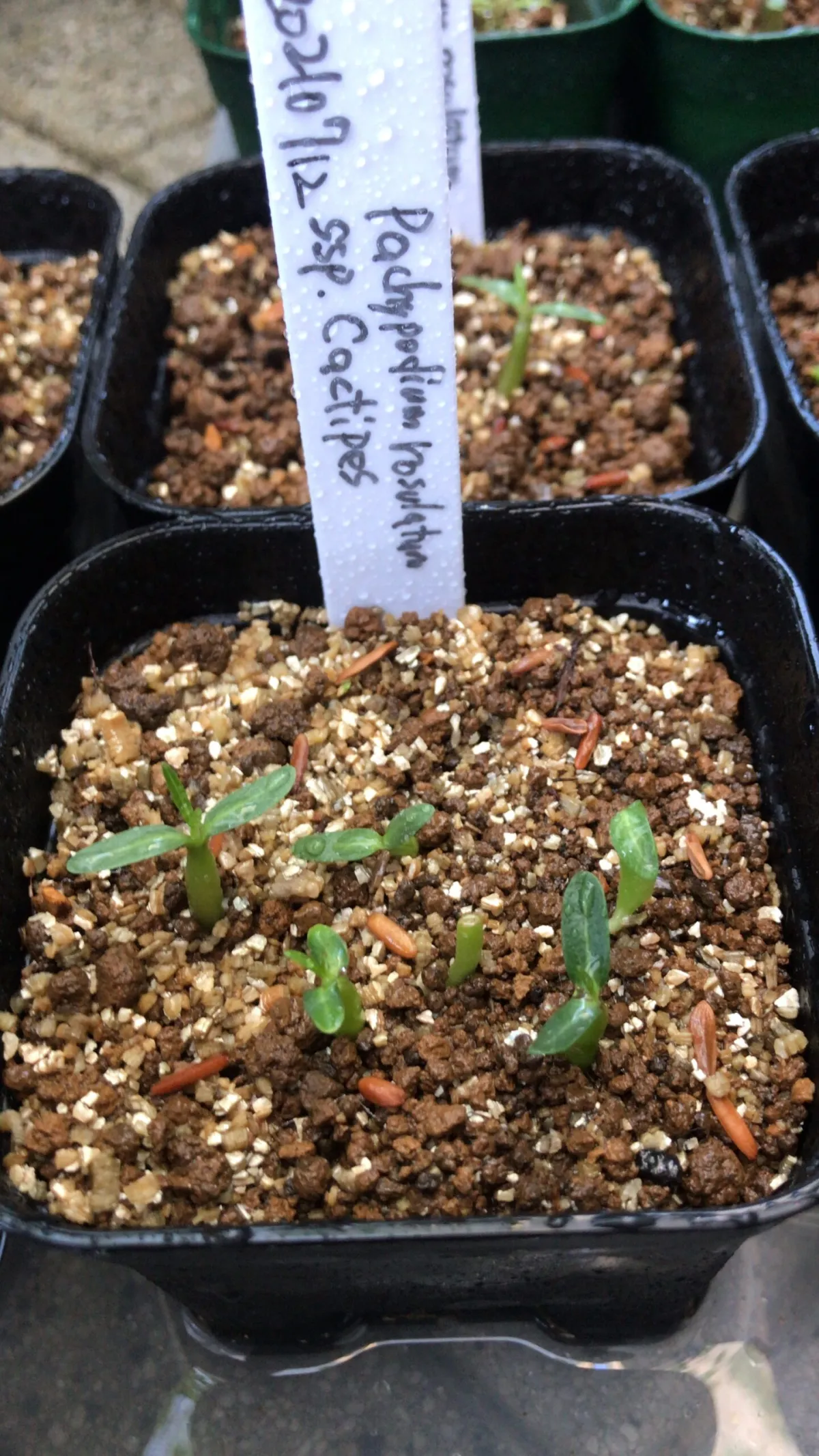 Pachypodium rosulatum ssp. cactipes (パキポディウム カクチペス)