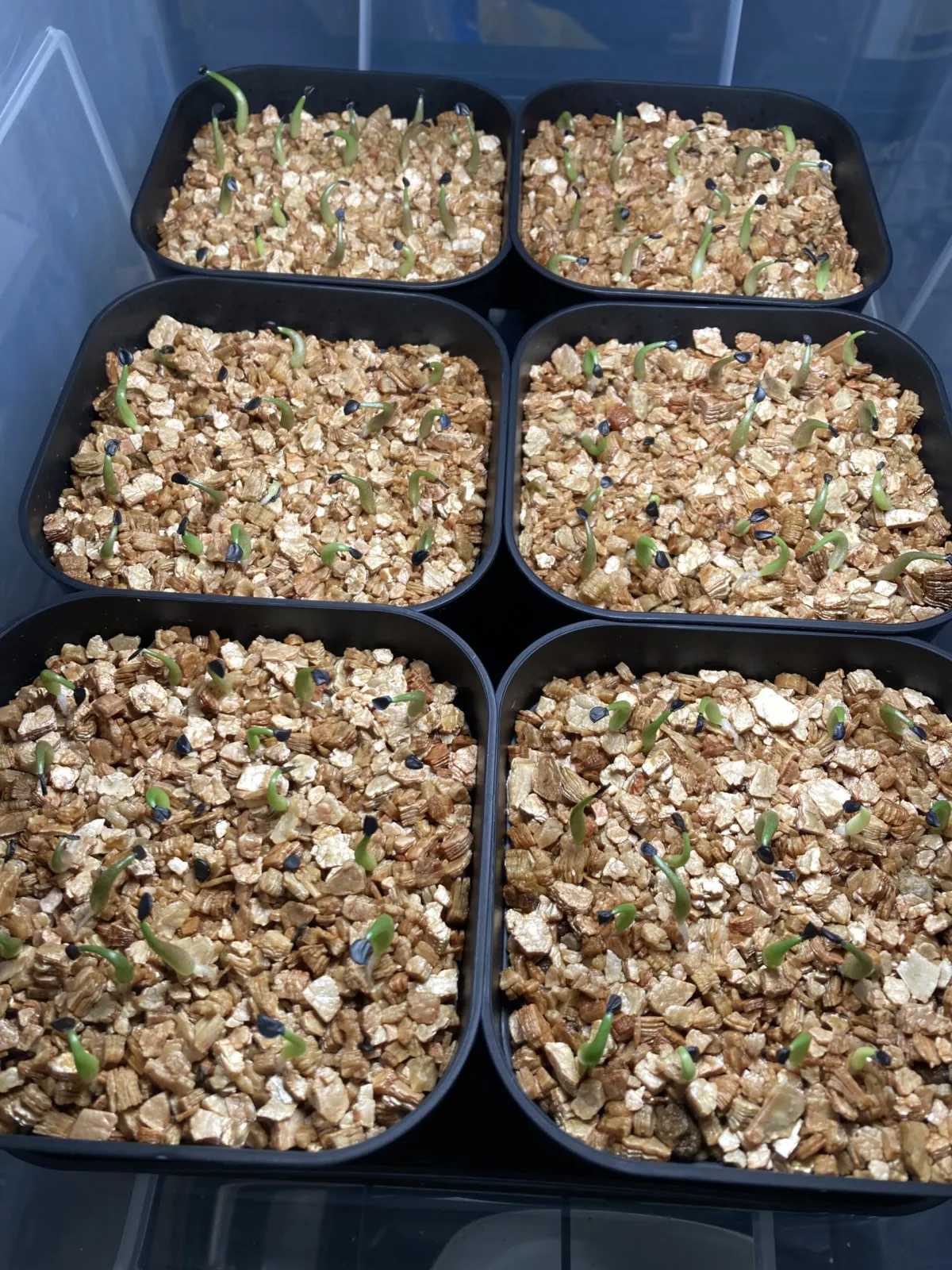 Agave oteroi Lot. (アガベ オテロイ)