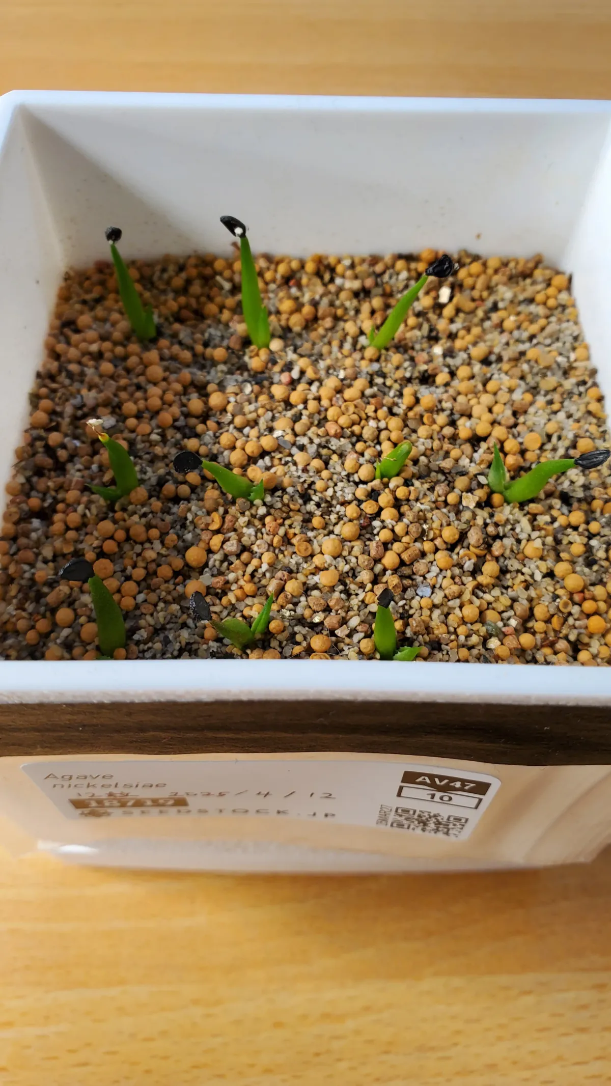 Agave nickelsiae (アガベ ニッケルシー)