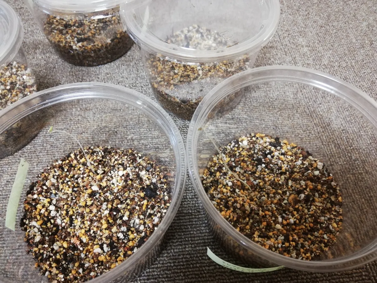 Dioscorea elephantipes Lot. (ディオスコレア エレファンティペス)