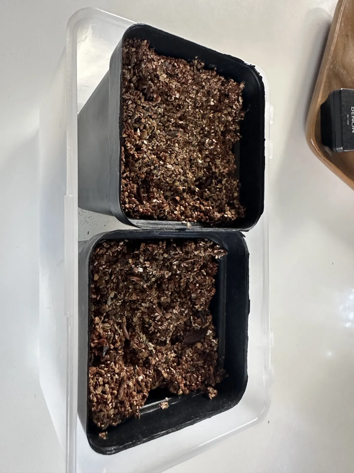 Pachypodium rosulatum var. gracilius ([無料種子] 発芽難 パキポディウム グラキリス　)