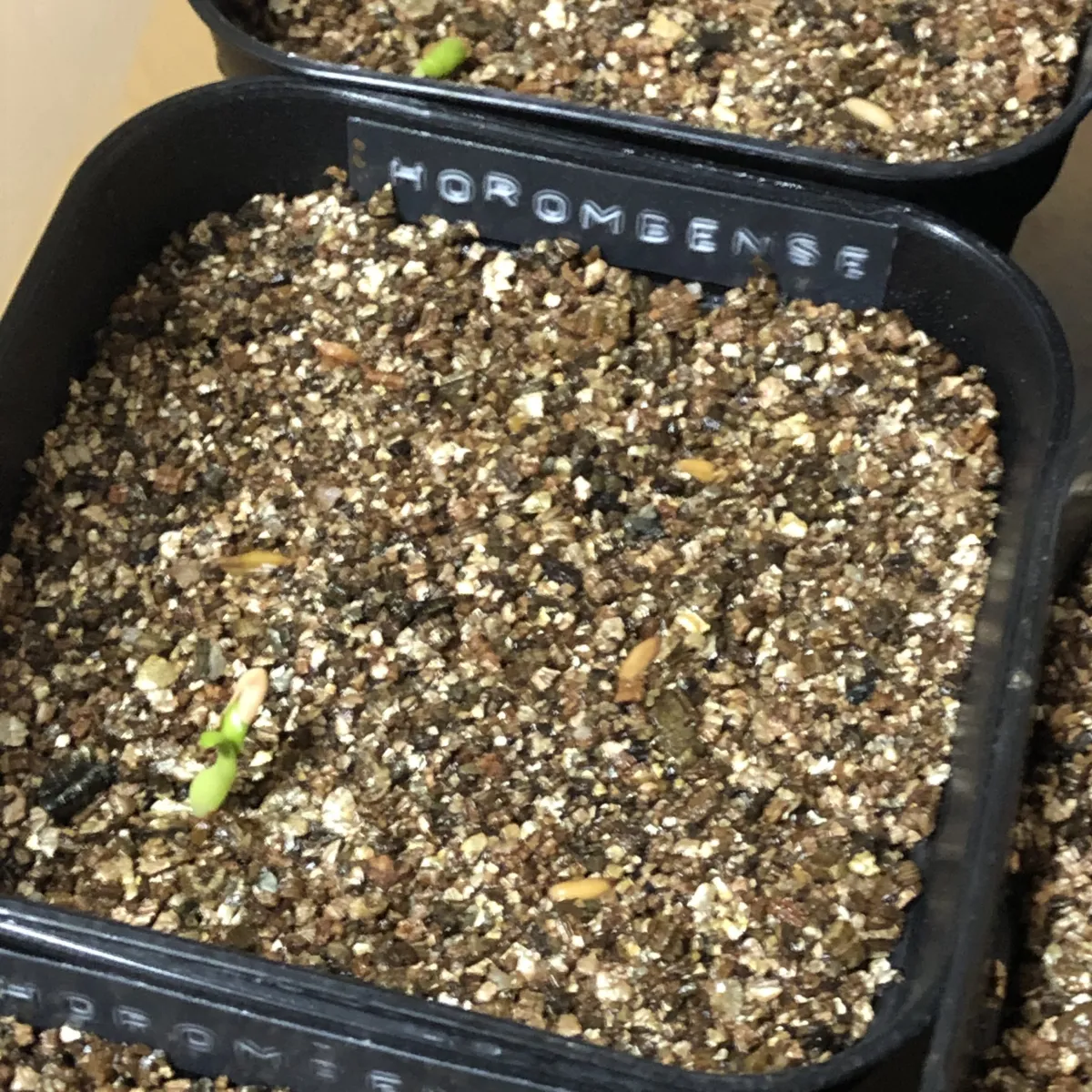 Pachypodium horombense (パキポディウム ホロンベンセ)