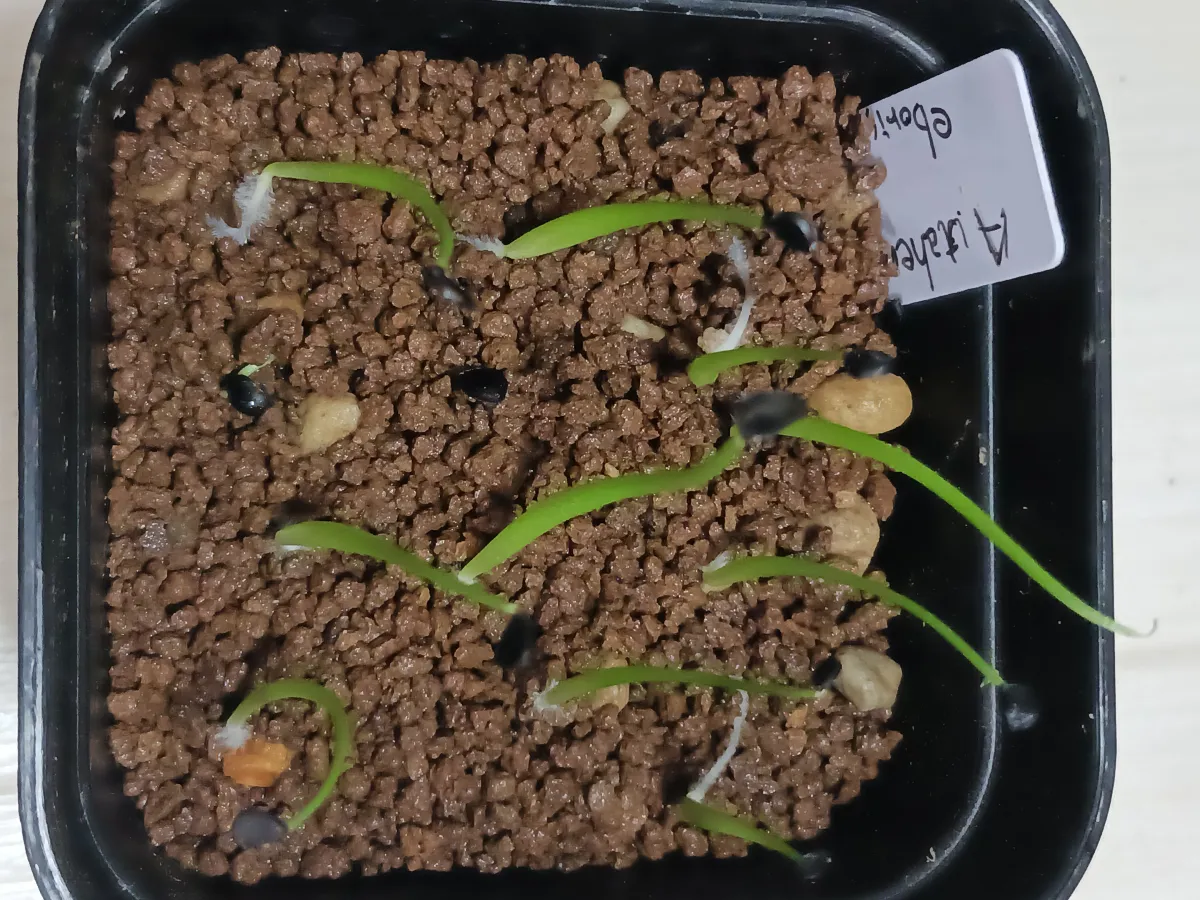 Agave utahensis var. eborispina Vegas (アガベ エボリスピナ ヴェガス)