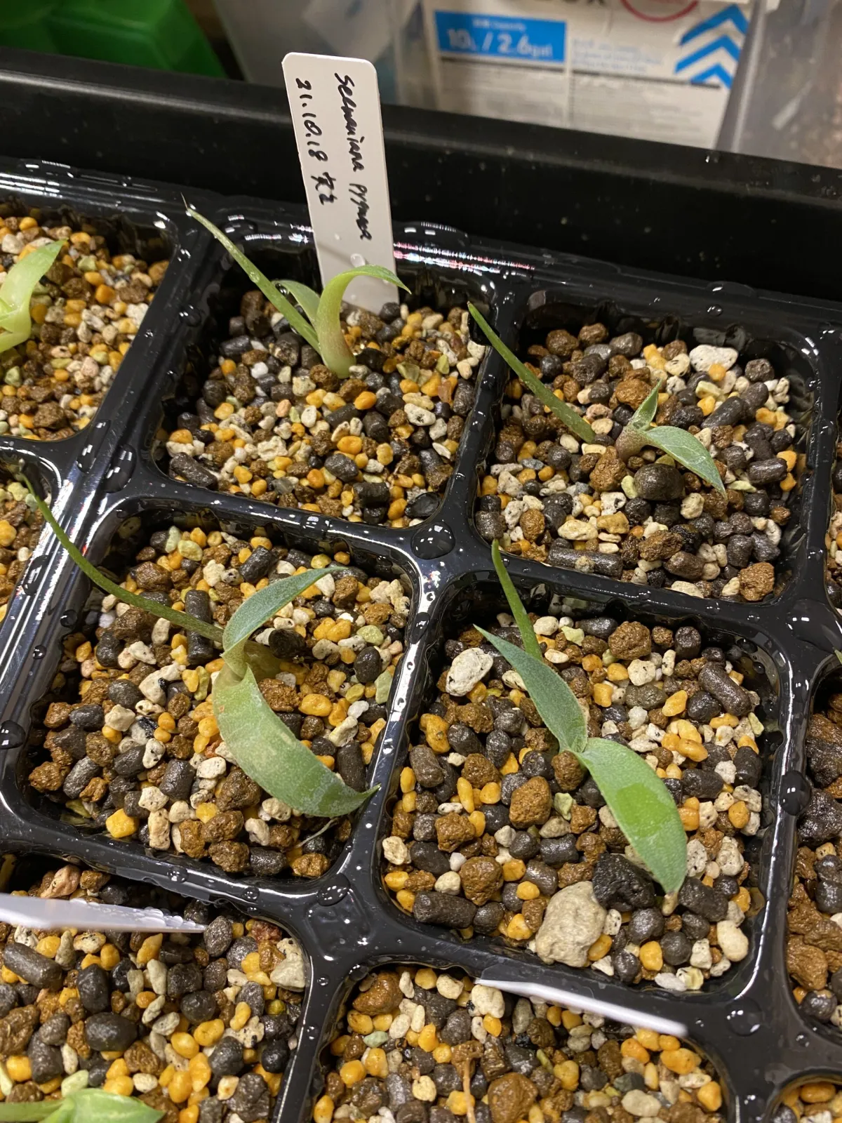 Agave seemanniana Pygmaea (アガベ ピグマエア)