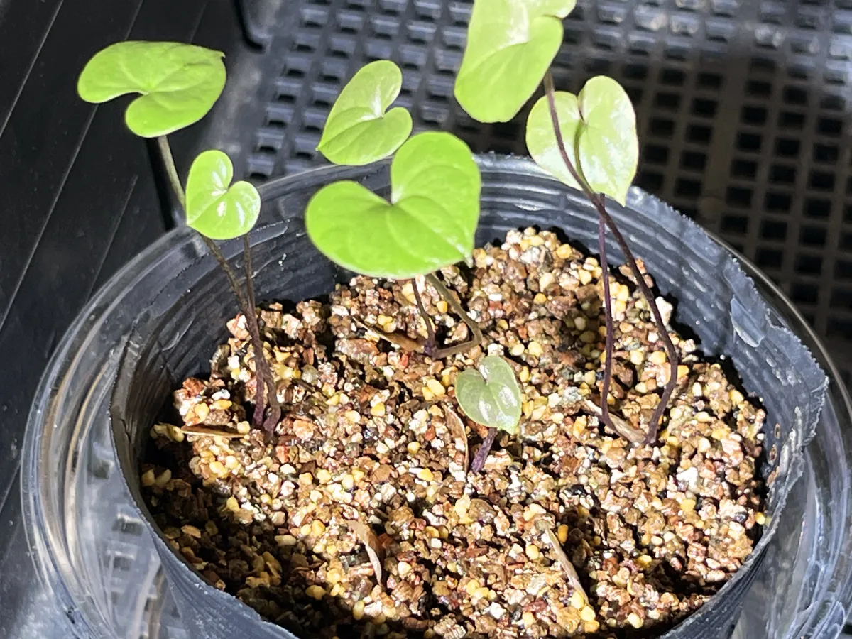 Dioscorea elephantipes (ディオスコレア エレファンティペス)