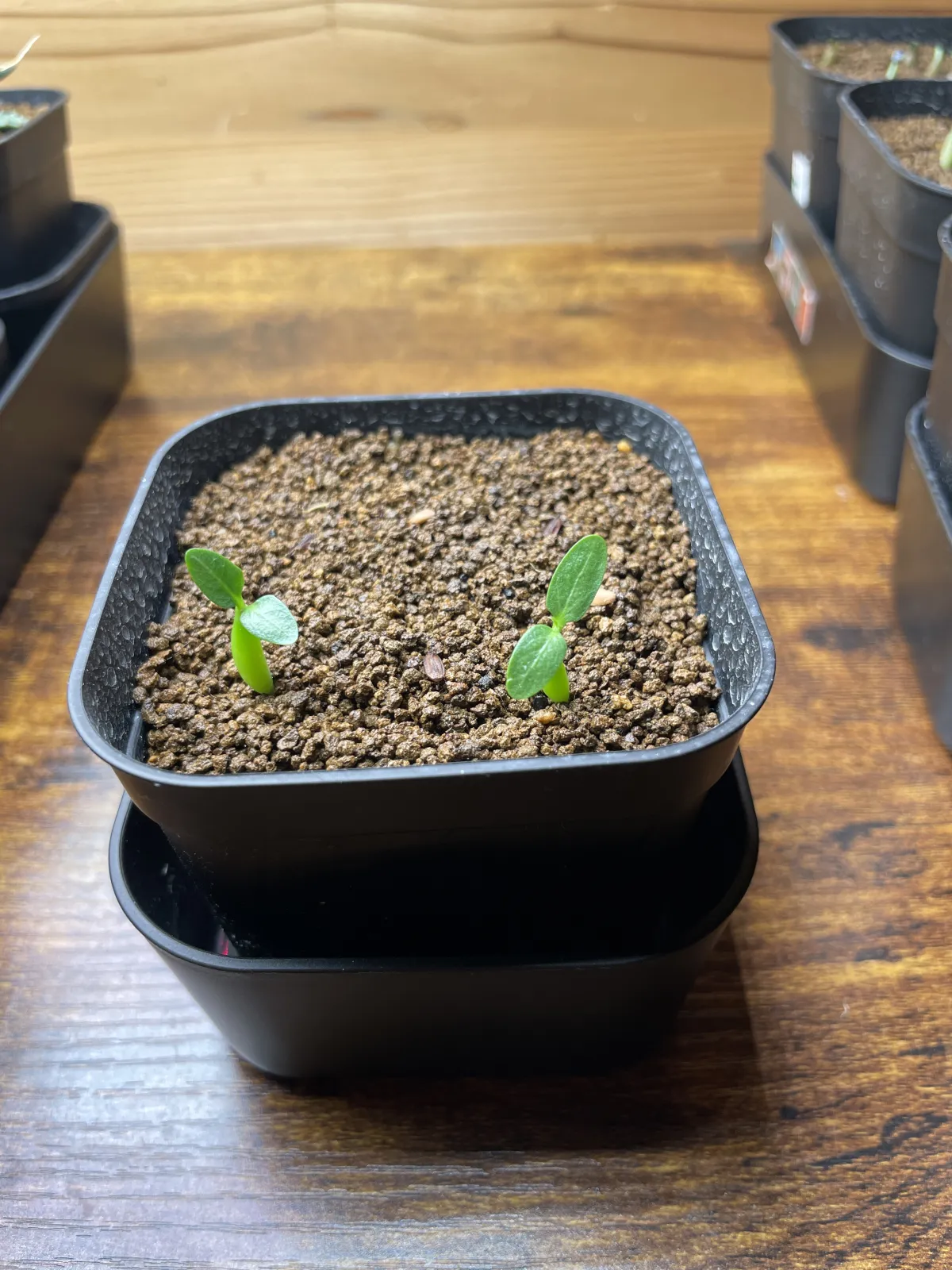 Pachypodium rosulatum ssp. makayense (パキポディウム マカイエンセ)