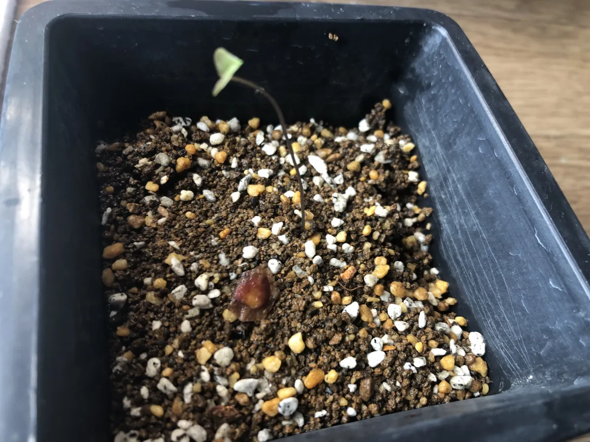 Dioscorea elephantipes (ディオスコレア エレファンティペス)