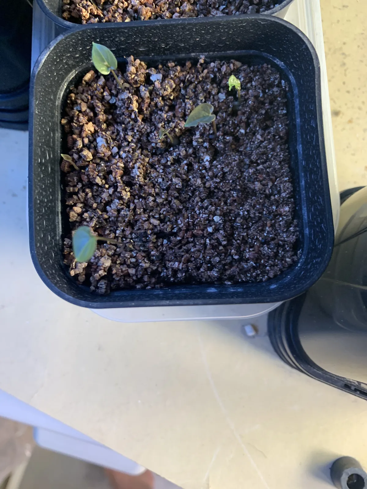 Dioscorea elephantipes Lot. (ディオスコレア エレファンティペス)