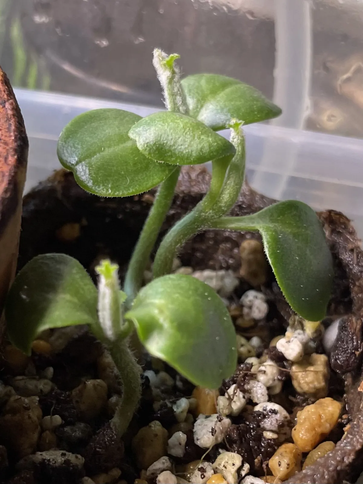 Seyrigia humbertii (セイリギア フンベルティ)