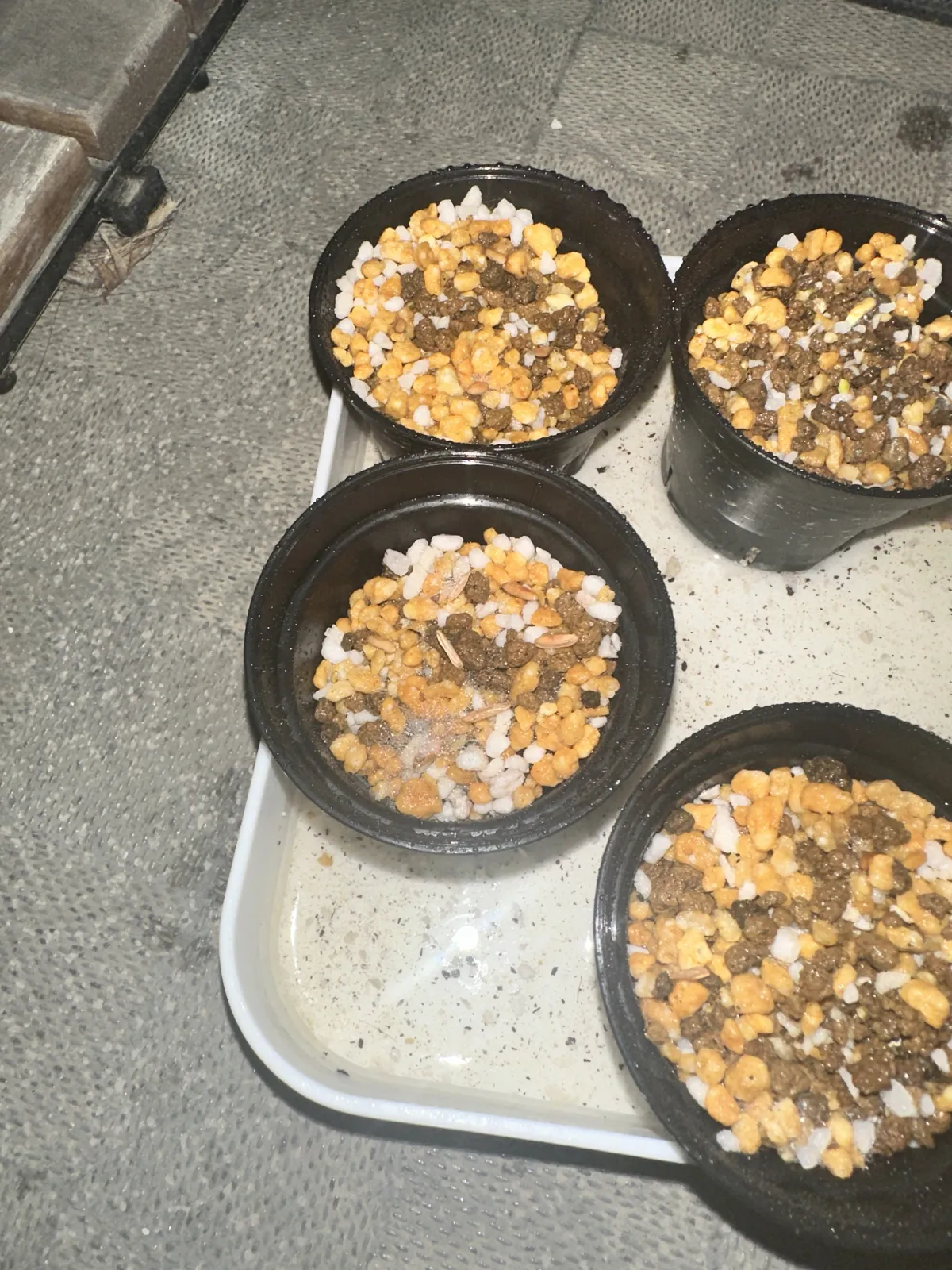 Pachypodium rosulatum var. gracilius ([無料種子] 発芽難 パキポディウム グラキリス　)