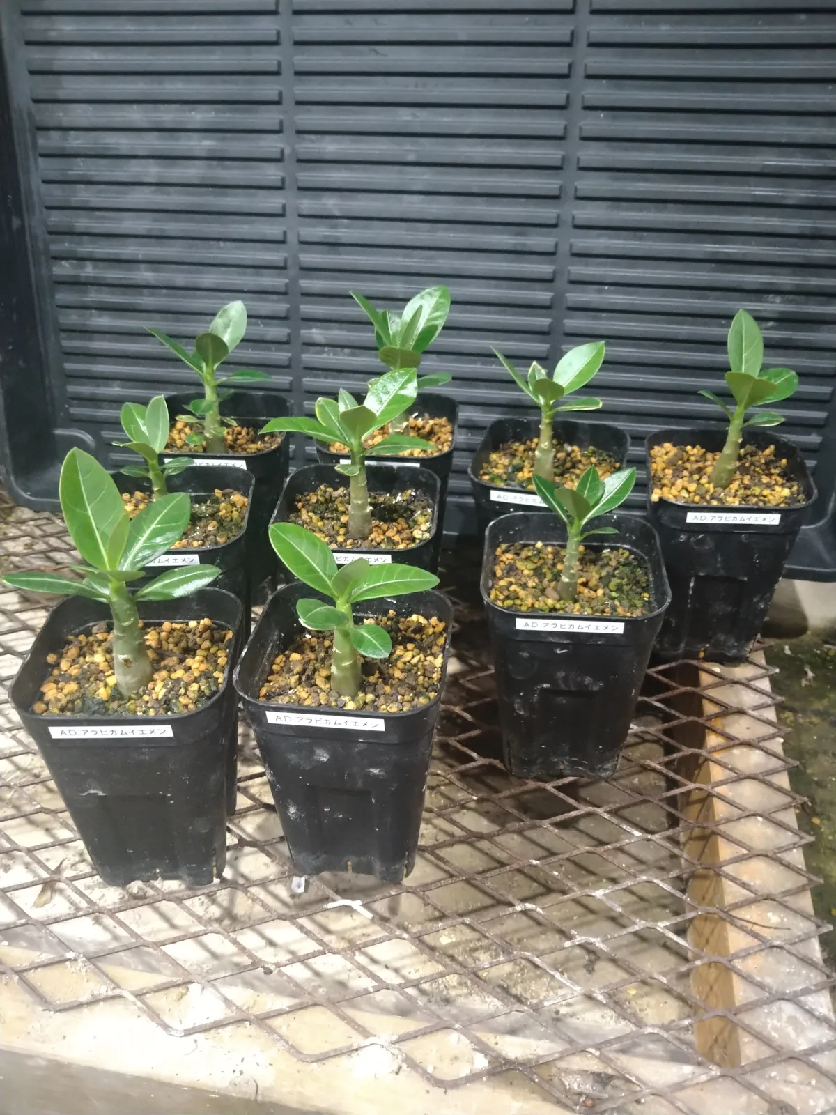Adenium arabicum Yemen (アデニウム アラビカム イエメン)