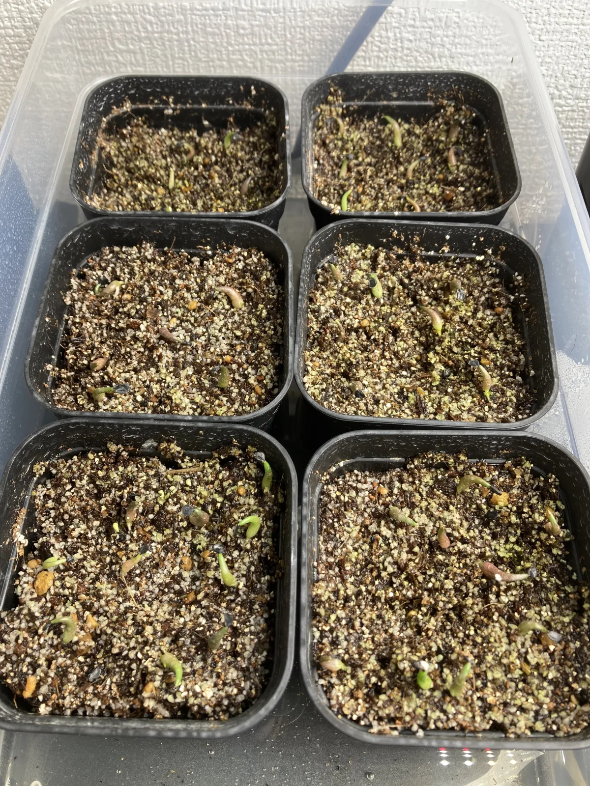 Agave oteroi Lot. (アガベ オテロイ)