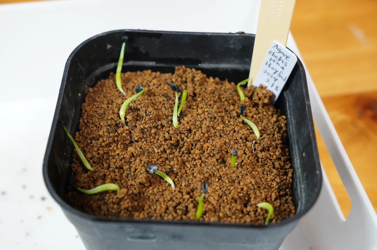 Agave utahensis var. eborispina (アガベ エボリスピナ ヘイフォード)