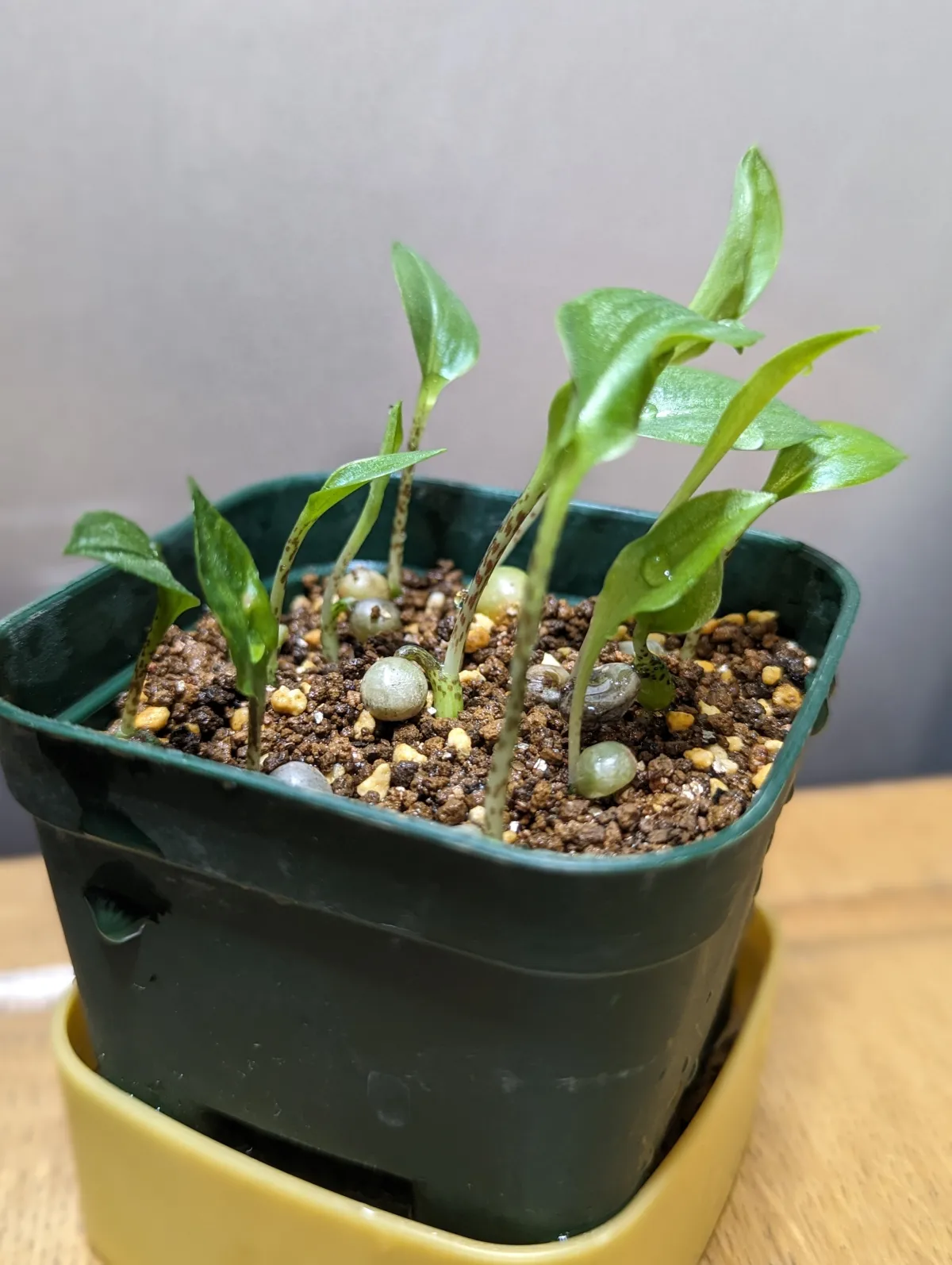 Scadoxus multiflorus (スカドクサス マルチフローラス 発根)