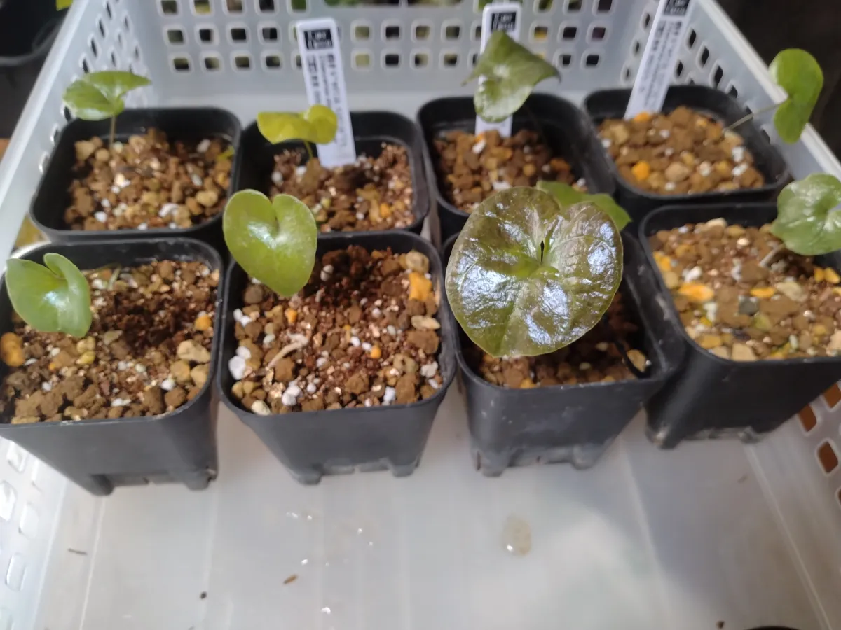 Dioscorea elephantipes (ディオスコレア エレファンティペス)