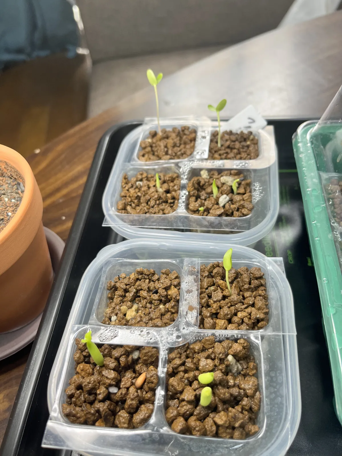Adenium arabicum rachine (アデニウム アラビカム ラシニー)