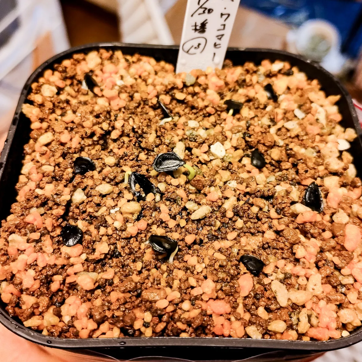 Agave wocomahi (アガベ ワコマヒー)