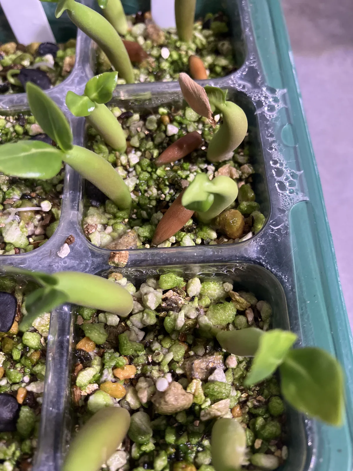 YLB Adenium arabicum Yak Lop Buri (アデニウム アラビカム)