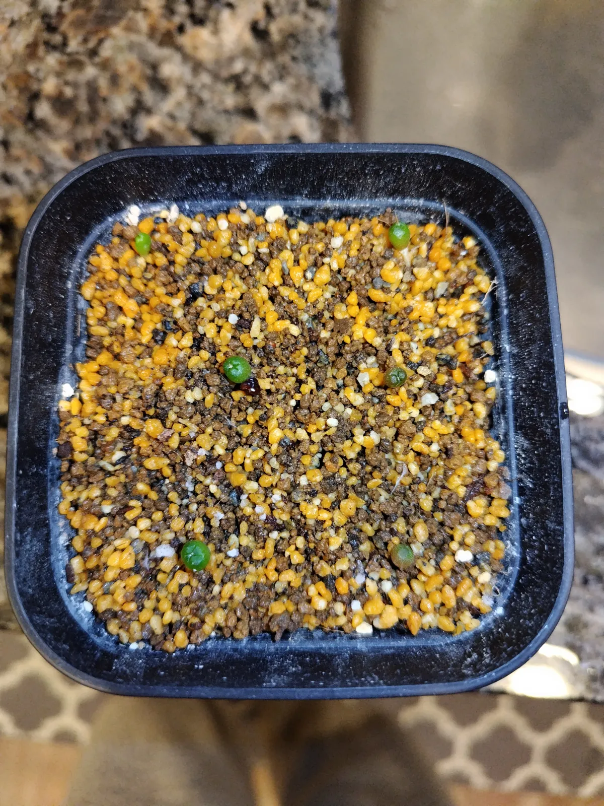 Astrophytum asterias gonzales (アストロフィツム ゴンザレス)