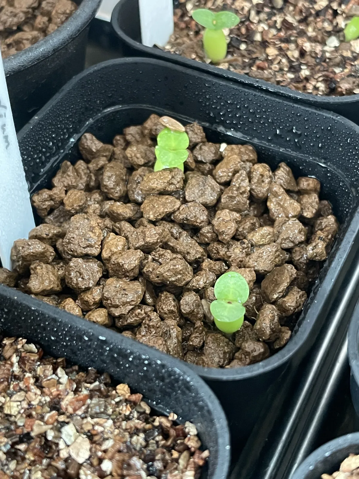 Pachypodium succulentum (パキポディウム サキュレンタム)