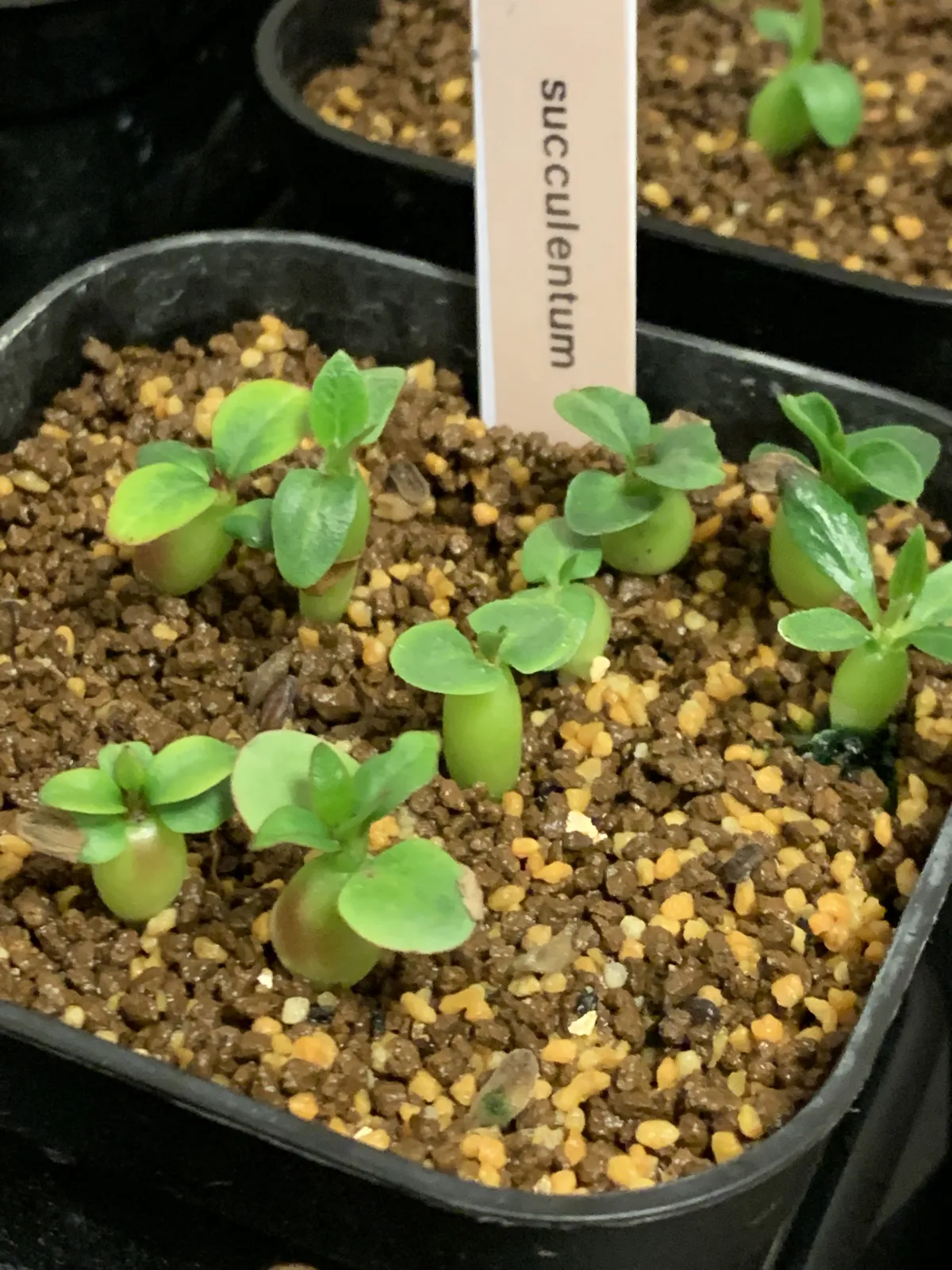 Pachypodium succulentum (パキポディウム サキュレンタム)