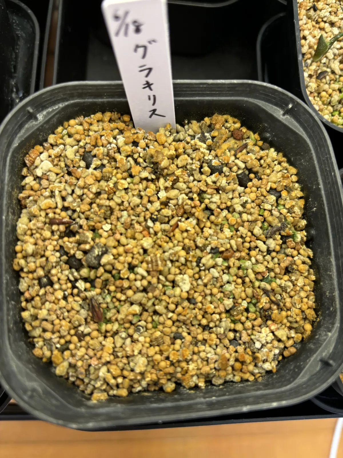 Pachypodium rosulatum var. gracilius ([無料種子] 発芽難 パキポディウム グラキリス　)