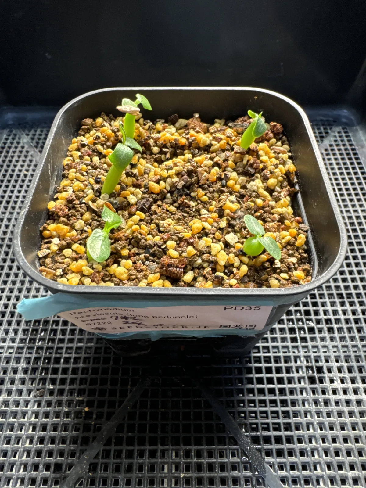 Pachypodium brevicaule (パキポディウム ブレビカウレ（長茎）)