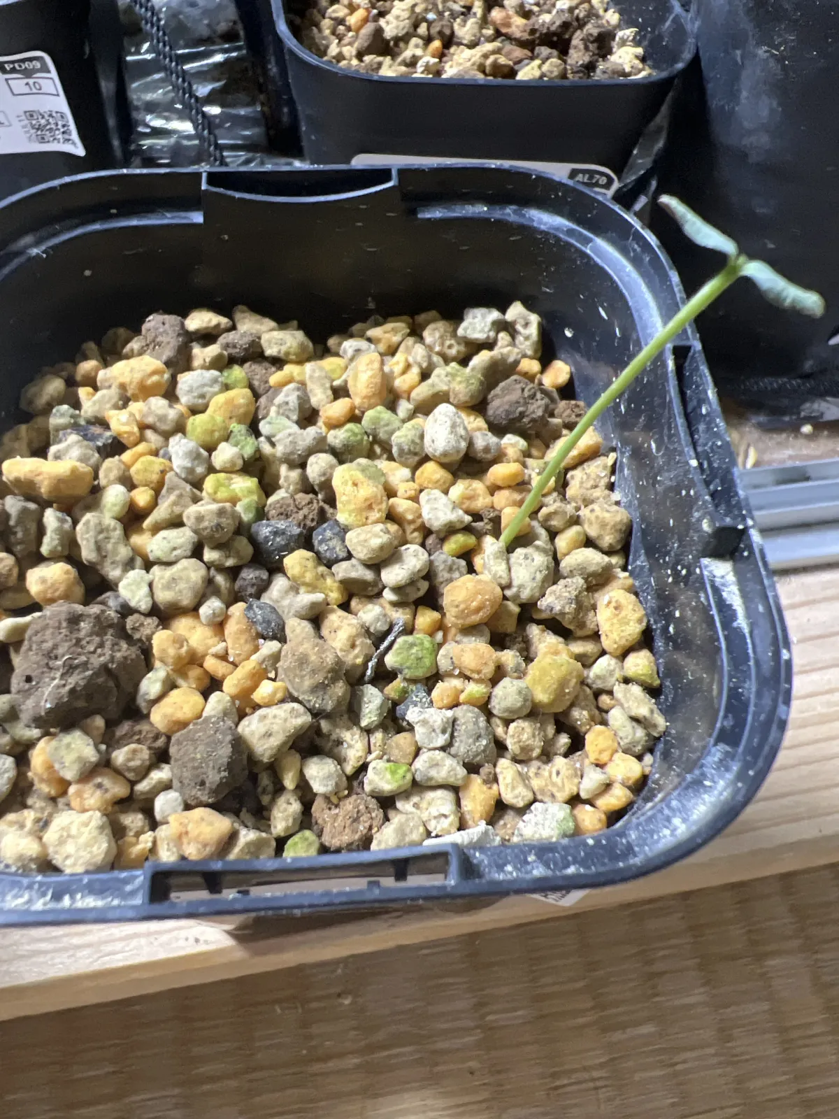 Euphorbia characias (ユーフォルビア カラキアス)