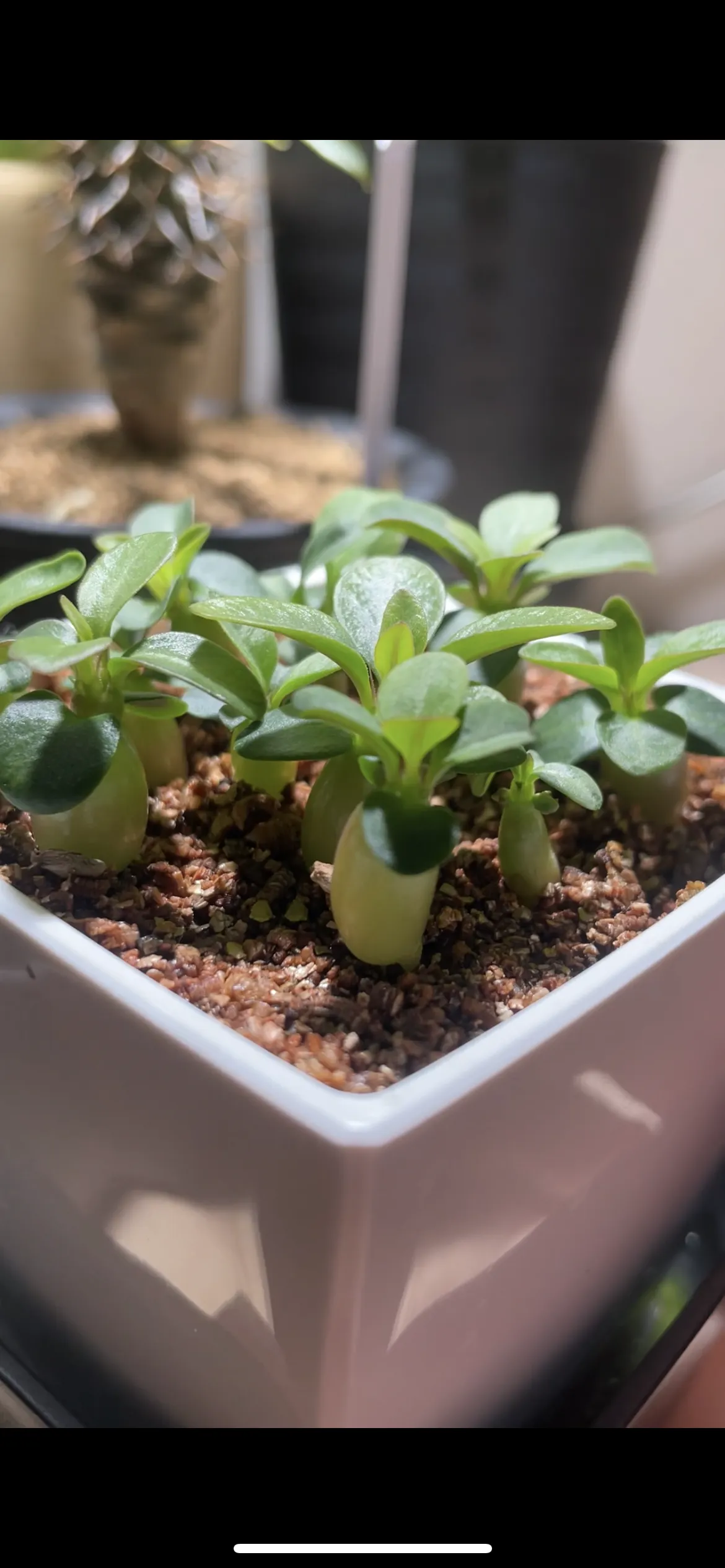 Pachypodium succulentum (パキポディウム サキュレンタム)