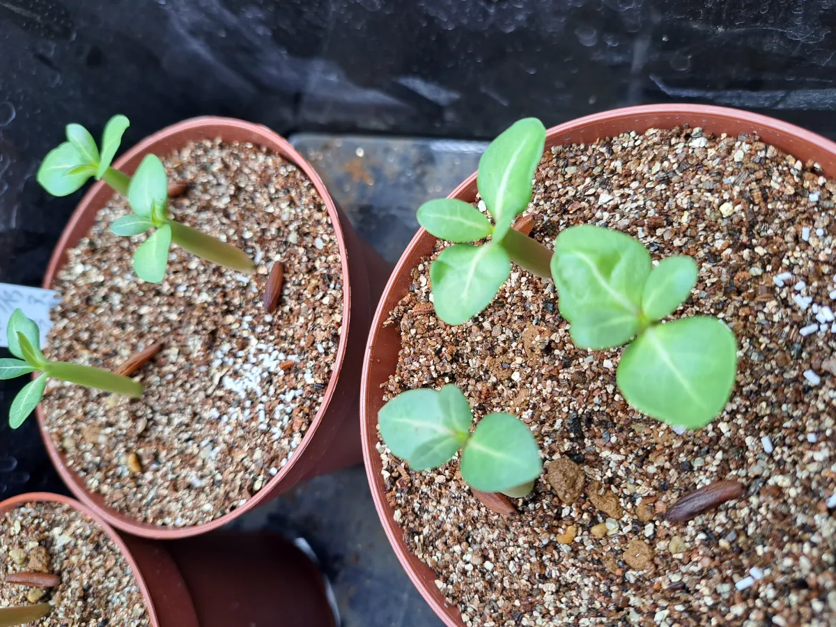 Adenium arabicum Godji (アデニウム アラビカムゴッジ)