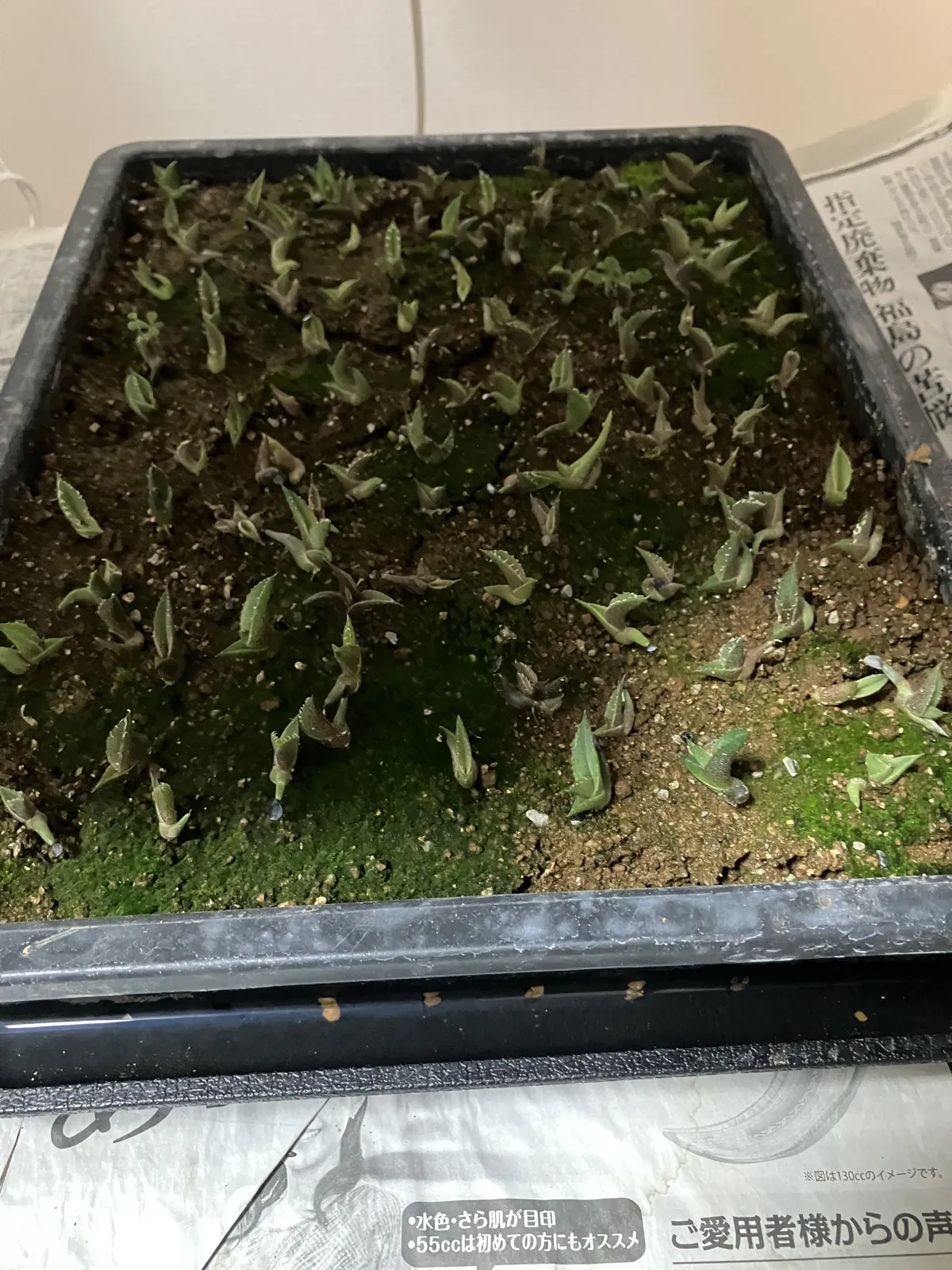 Agave oteroi Lot. (アガベ オテロイ)