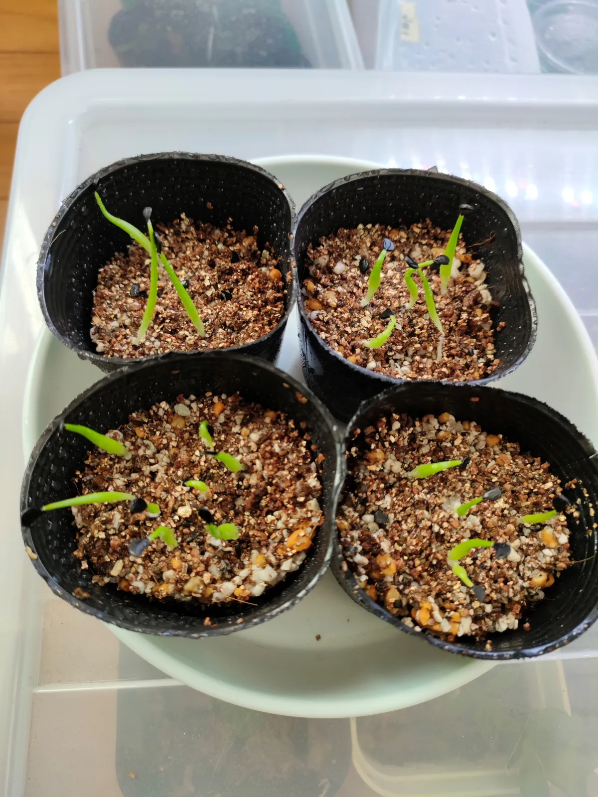 Agave difformis (アガベ ディフォルミス アズール)