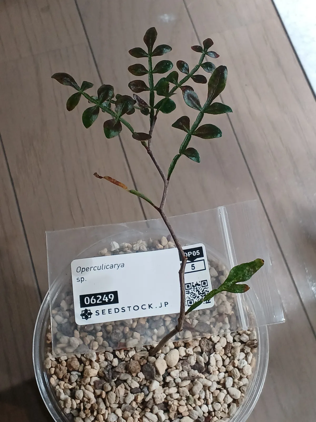 sp.  Operculicarya sp. (オペルクリカリア)