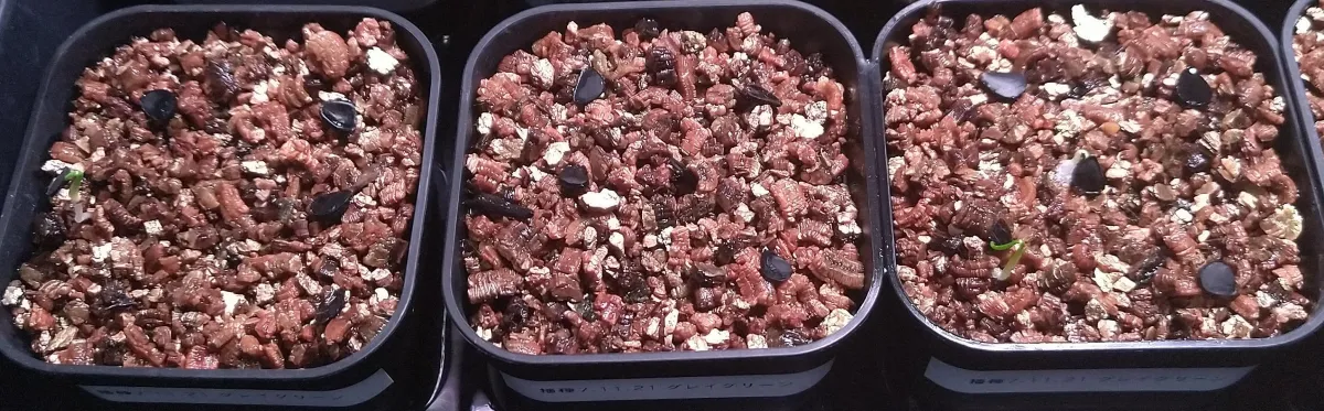 Yucca rostrata (ユッカ ロストラータ 'グレイグリーン')