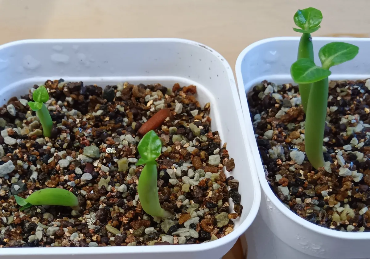 Adenium DDC X Super red (アデニウム)