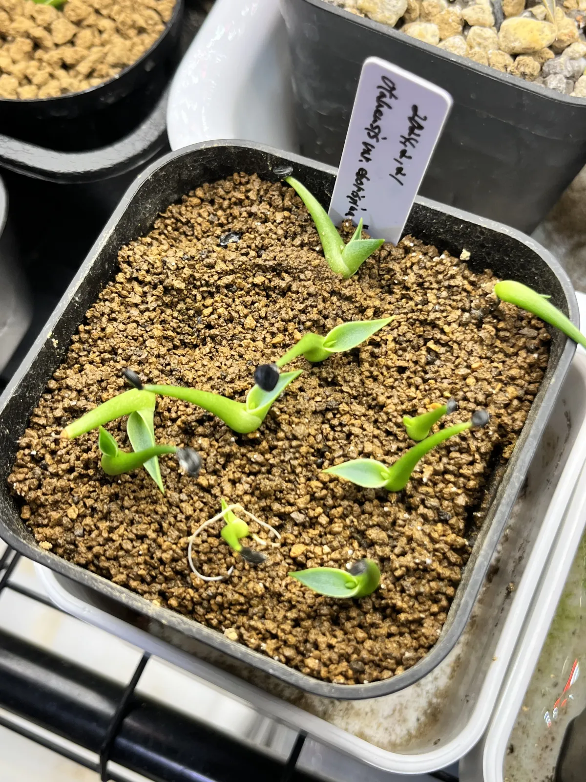 Agave utahensis var. eborispina Vegas (アガベ エボリスピナ ヴェガス)
