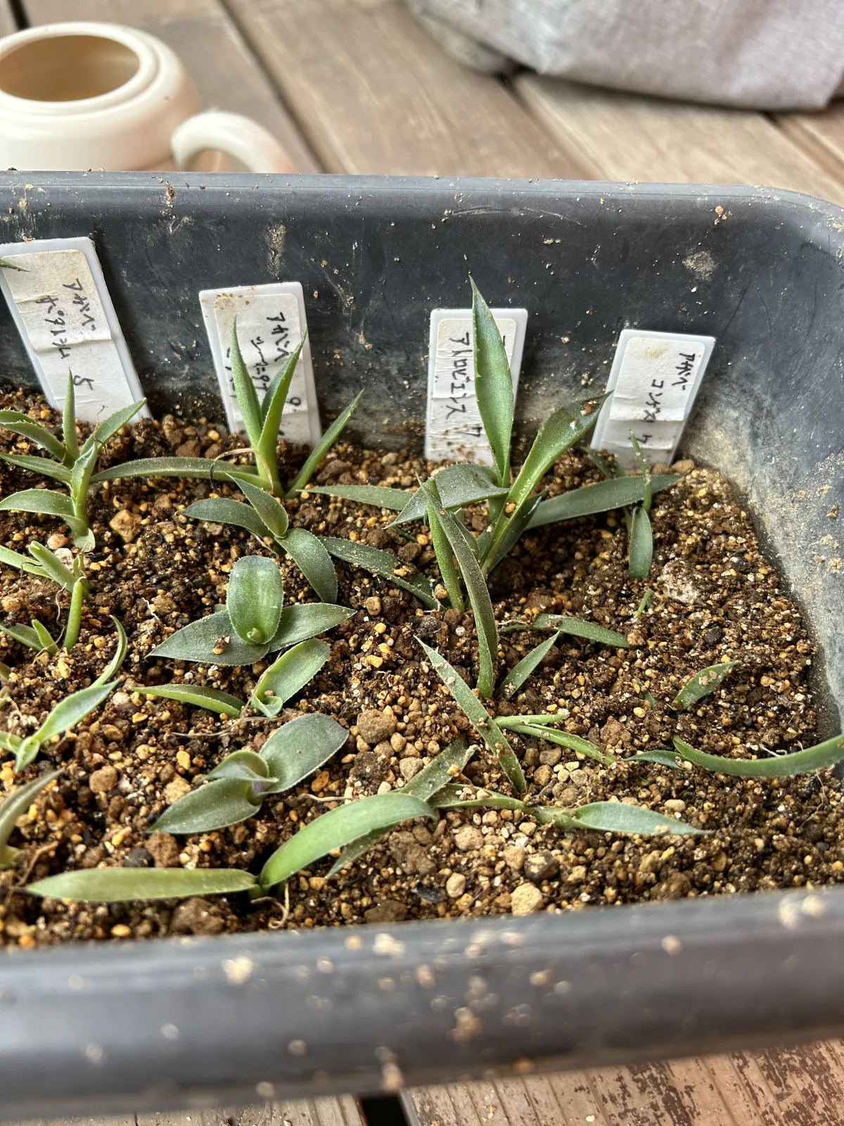 Agave atrovirens var. atrovirens (アガベ アトロビレンス)
