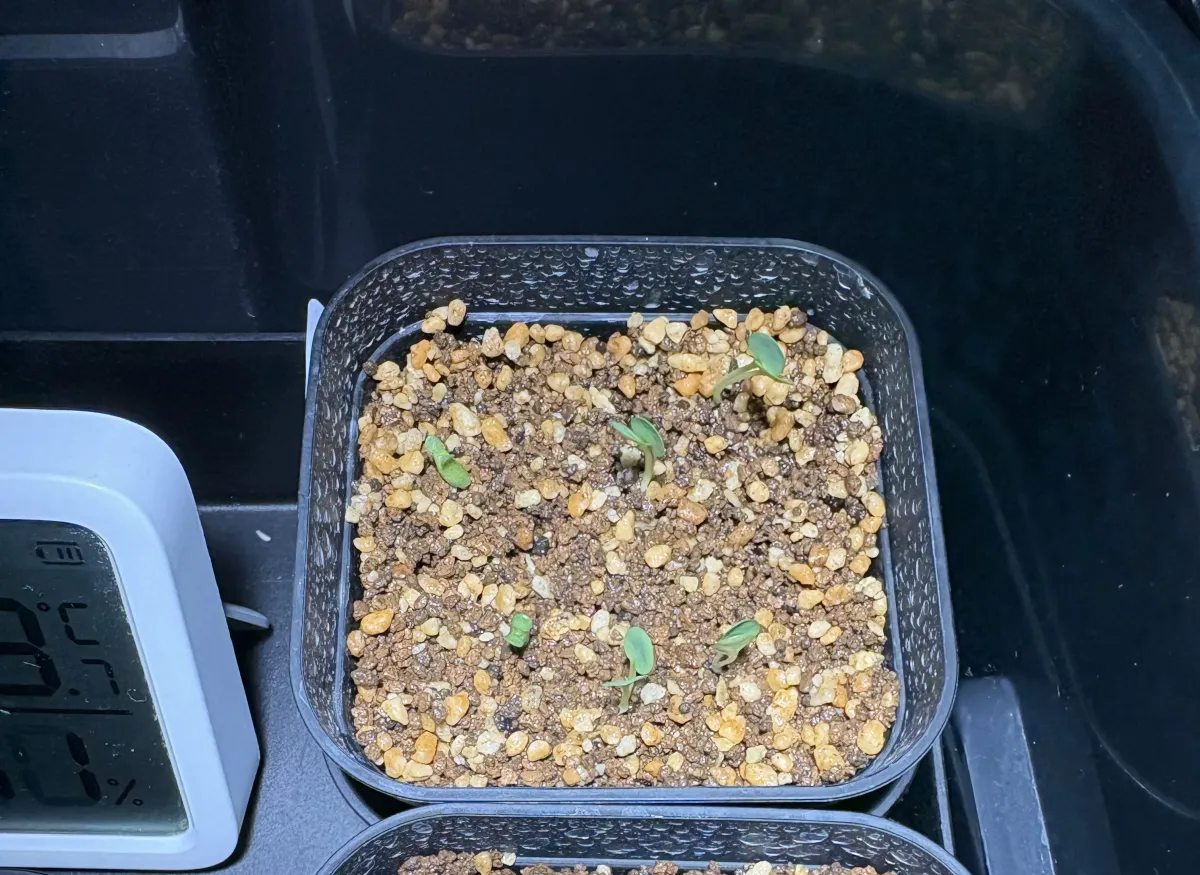 Euphorbia primulifolia (ユーフォルビア プリムリフォリア)
