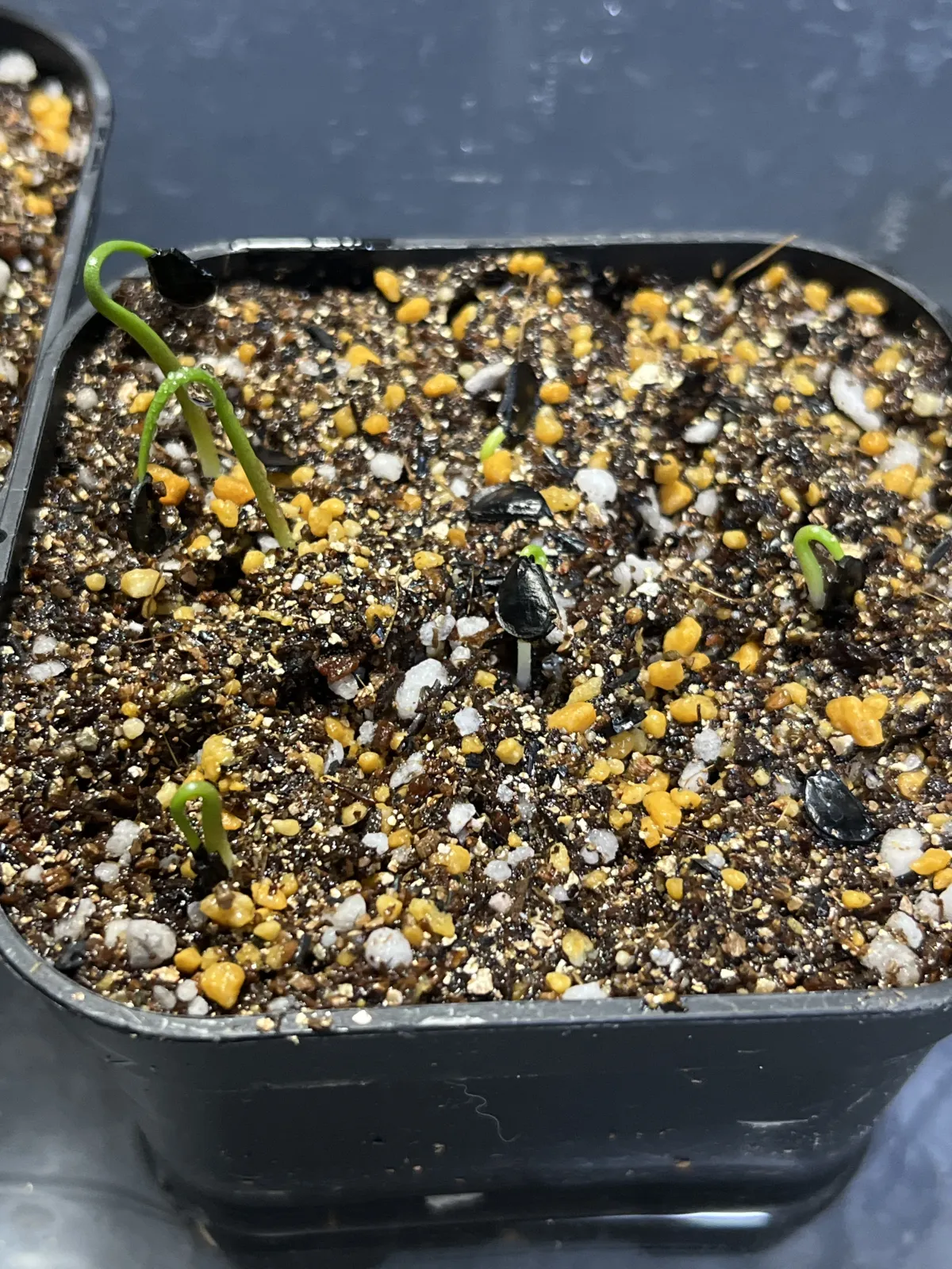 Agave guadalajarana (アガベ グアダラハラナ)