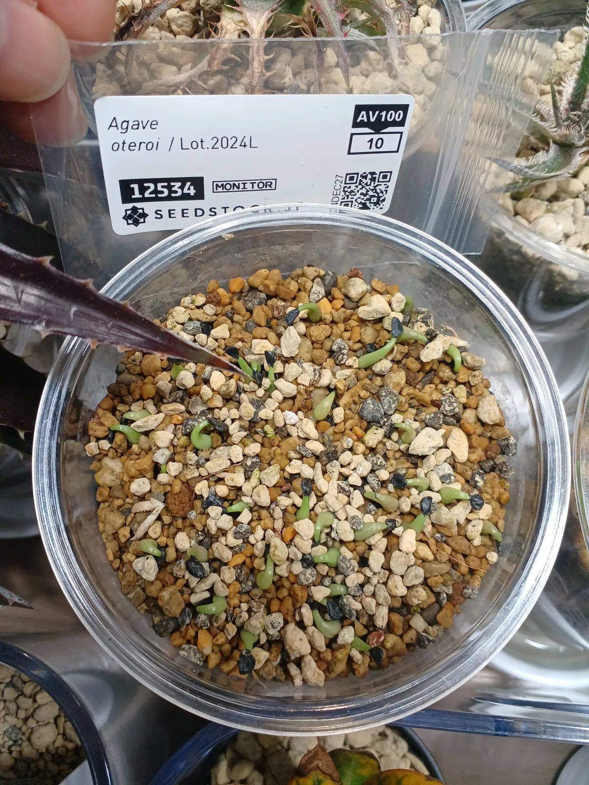 Agave oteroi Lot. (アガベ オテロイ)