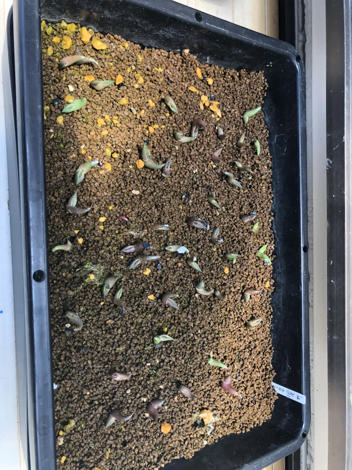 Agave titanota Blue Lot. (アガベ チタノタブルー)