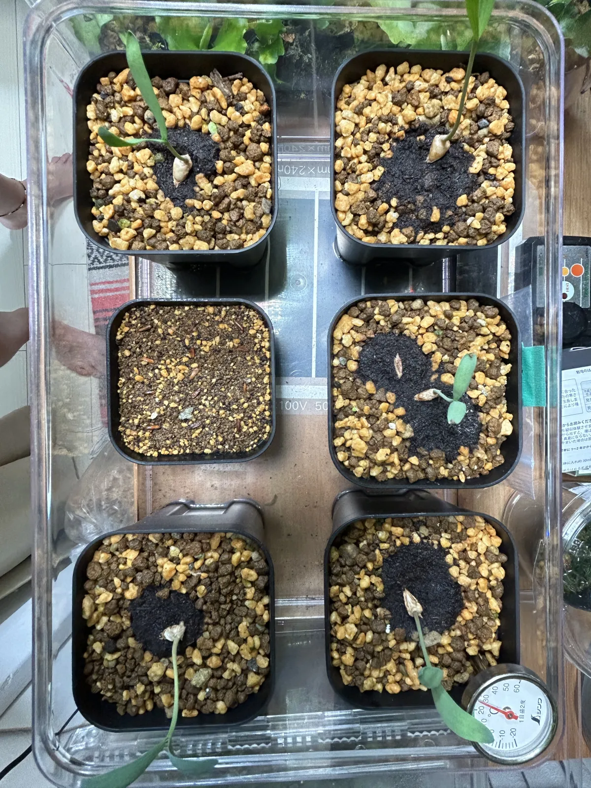 Pachypodium rosulatum var. gracilius ([無料種子] 発芽難 パキポディウム グラキリス　)