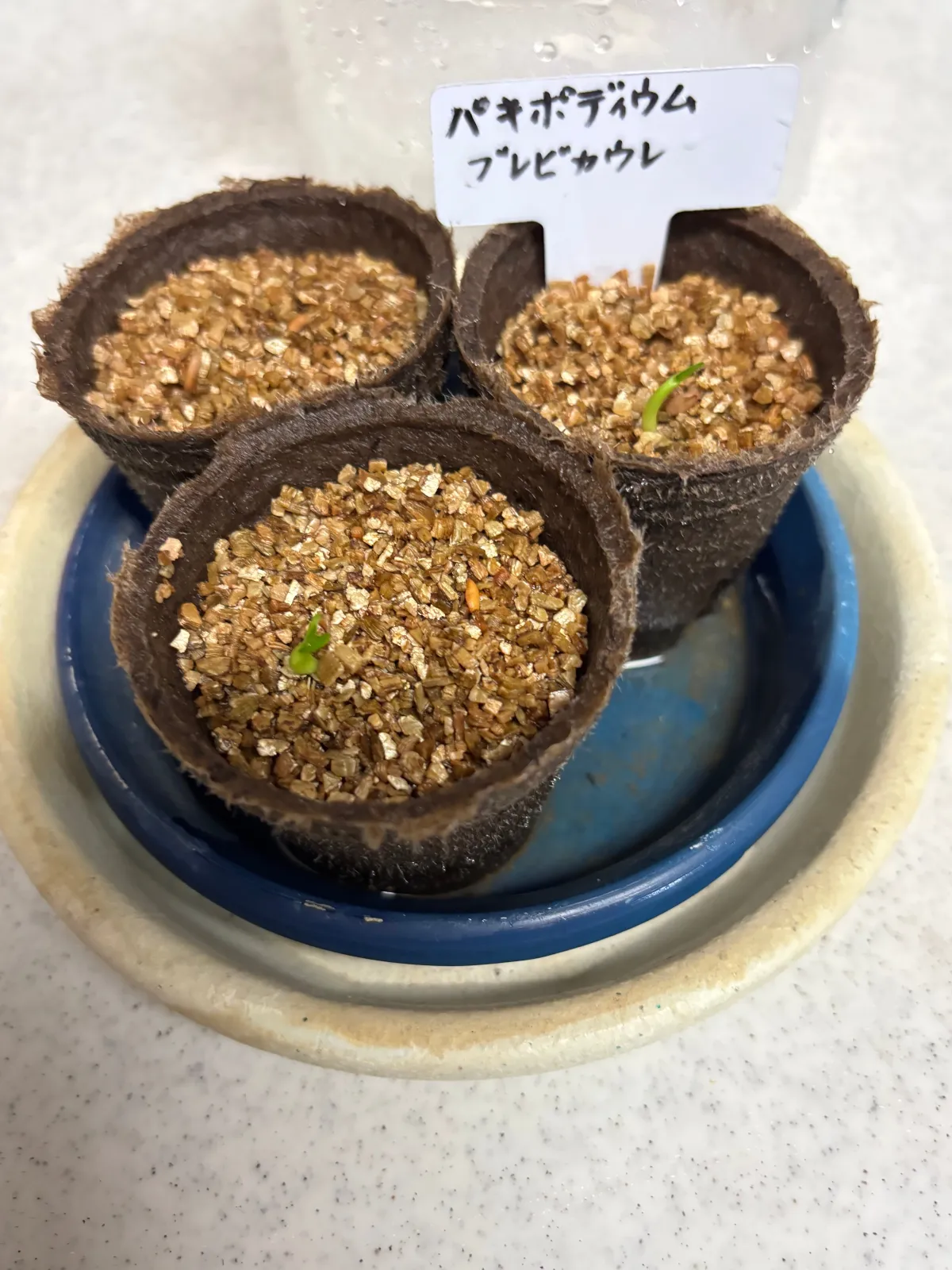 Pachypodium brevicaule (パキポディウム ブレビカウレ（長茎）)