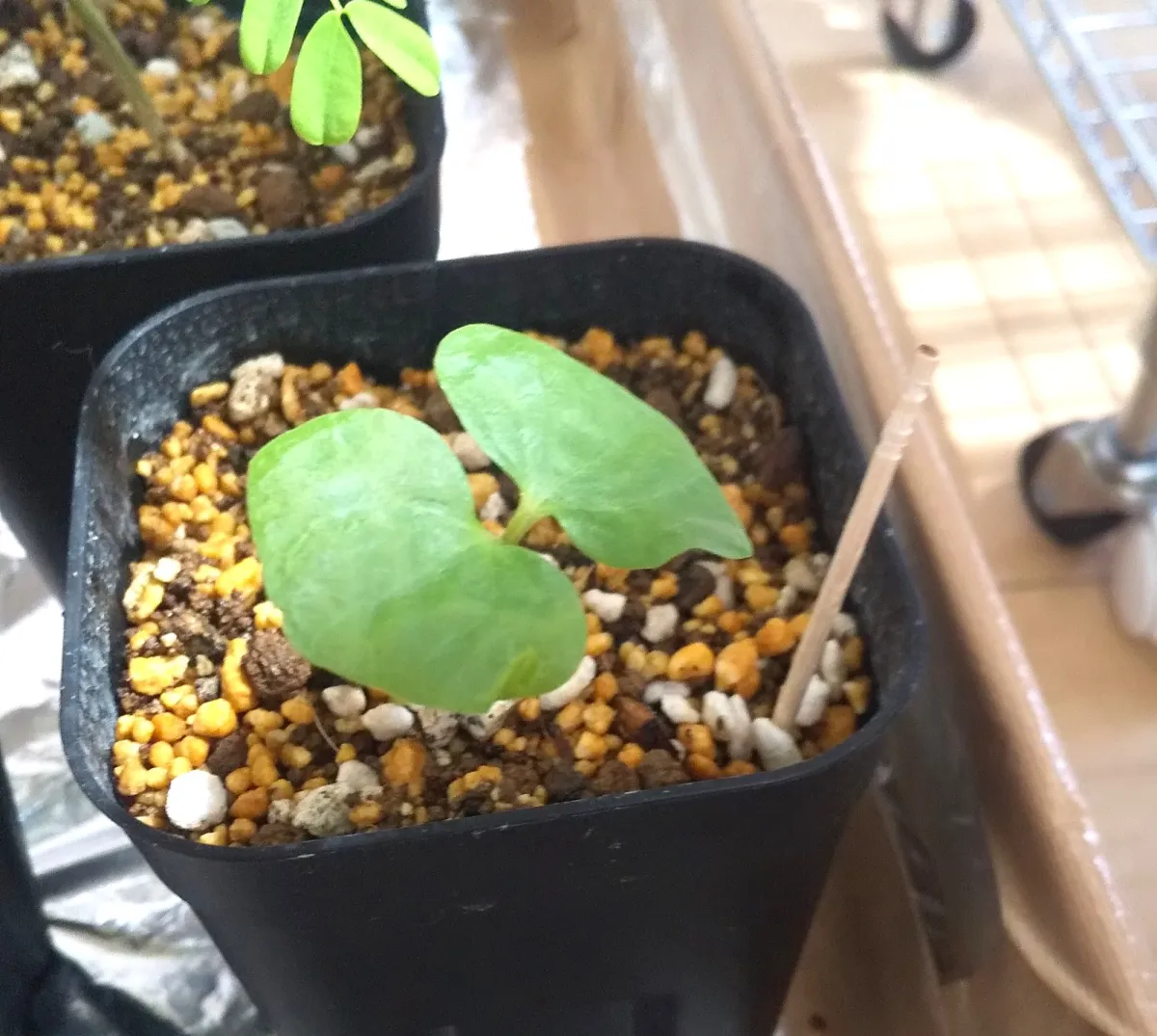 Commiphora orbicularis (コミフォラ オルビクラリス)