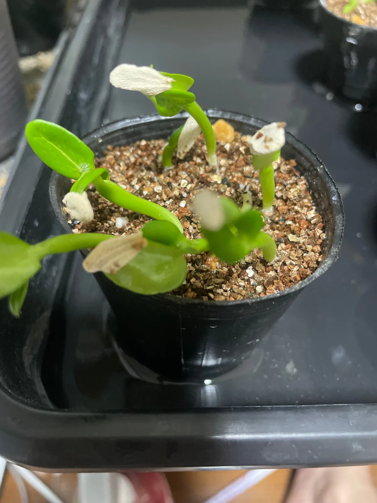 Pachypodium menabeum (パキポディウム メナベウム)